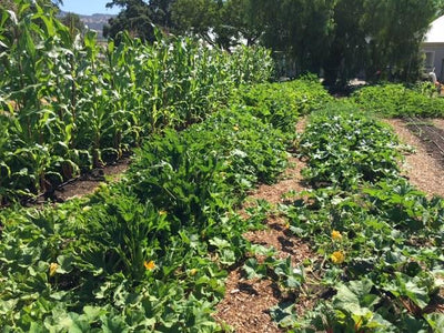 How the Food Is Grown or Raised Is Everything