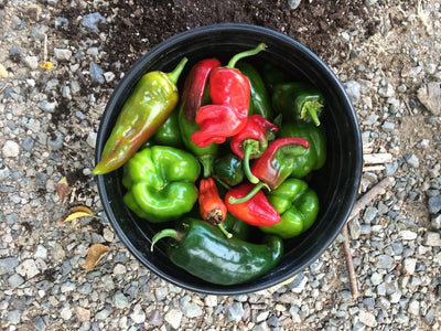 Our New ‘Vintage’ Pepper Salt Is Made Mostly of Biodynamically Grown Peppers