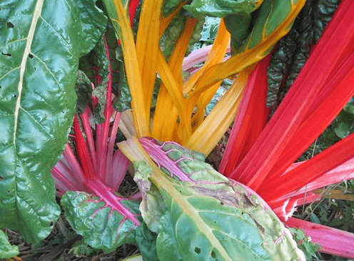 Rainbow Swiss Chard Is Full of Disease-Fighting Polyphenols