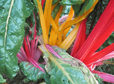 Rainbow Swiss Chard Is Full of Disease-Fighting Polyphenols