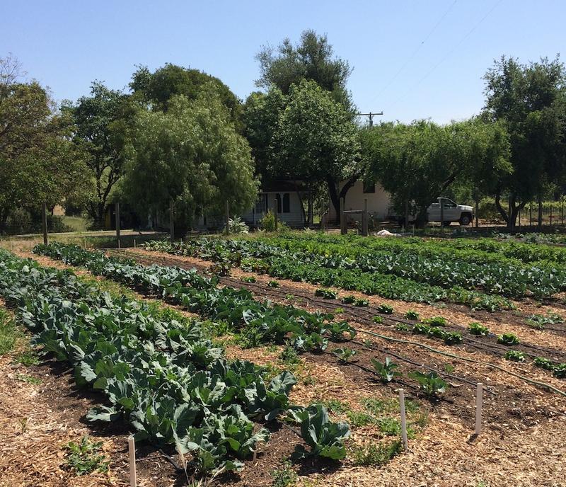 We’re Actively Looking for a Grower of This Powerful Herb!