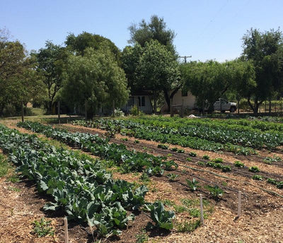 We’re Actively Looking for a Grower of This Powerful Herb!