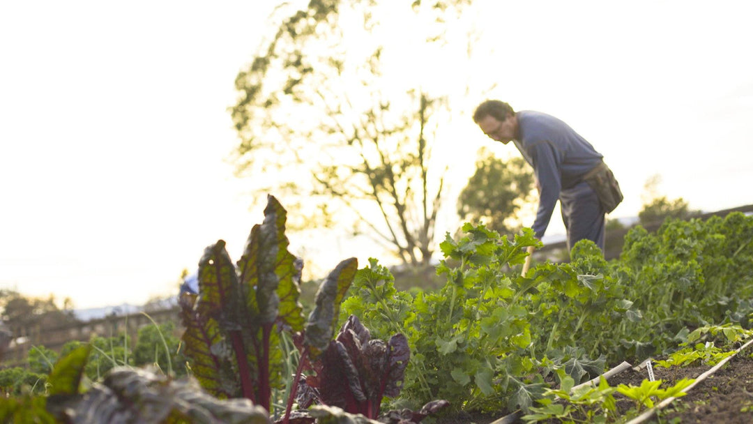 Dr. Cowan's Garden Turns 2!