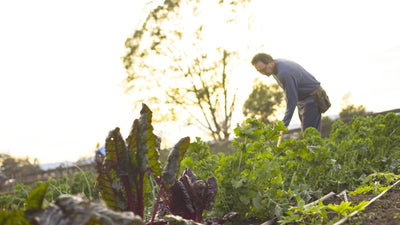 Dr. Cowan's Garden Turns 2!