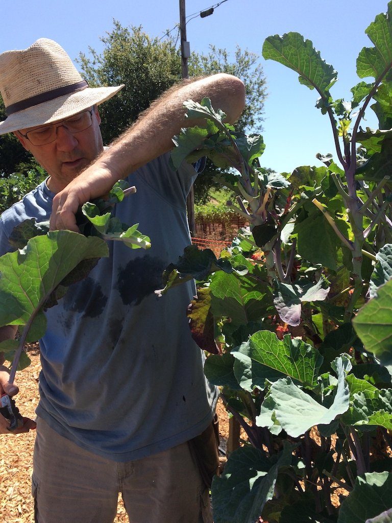 Tree Collards