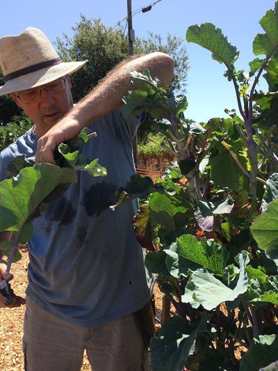 Tree Collards Are A Super Food Waiting to Be Discovered