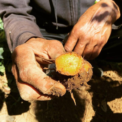 Our Turmeric Powder Is Grown With Care on a Small, Organic Farm in Maui