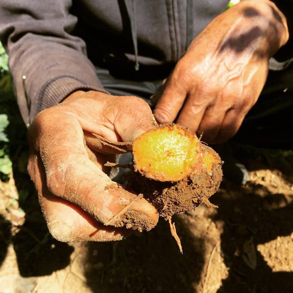 The Connection Between Cancer, Intracellular Water and Turmeric