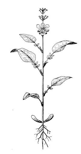 The Wondrous Threefold Nature of the Plant and Human Being