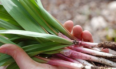 Wild Ramps: One Way to Combat ‘Excessive Domestication’