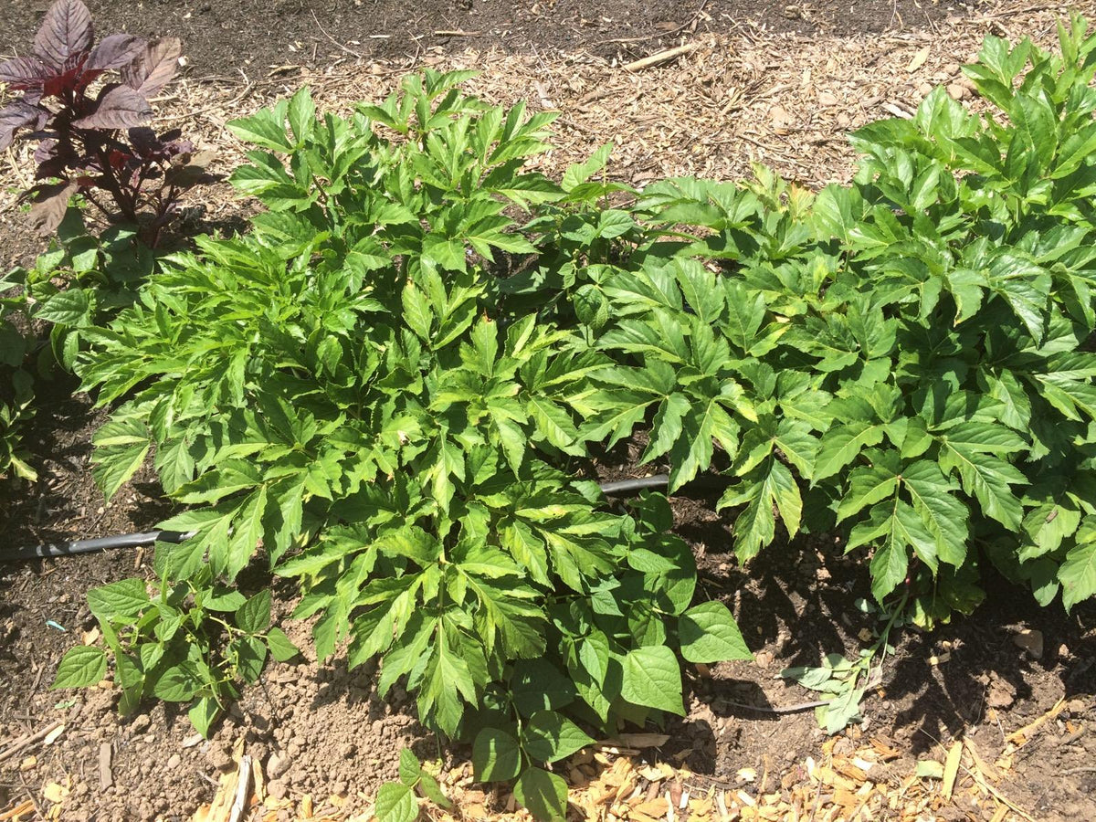 Ashitaba Tea Blends – Dr. Cowan's Garden