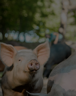 About Polyface Farm – Dr. Cowan's Garden