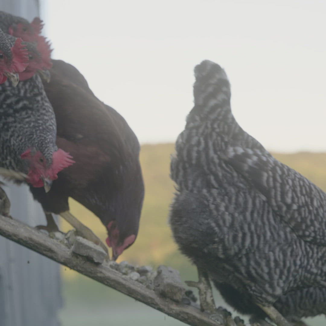 Pasture Quick Meal Starter Box