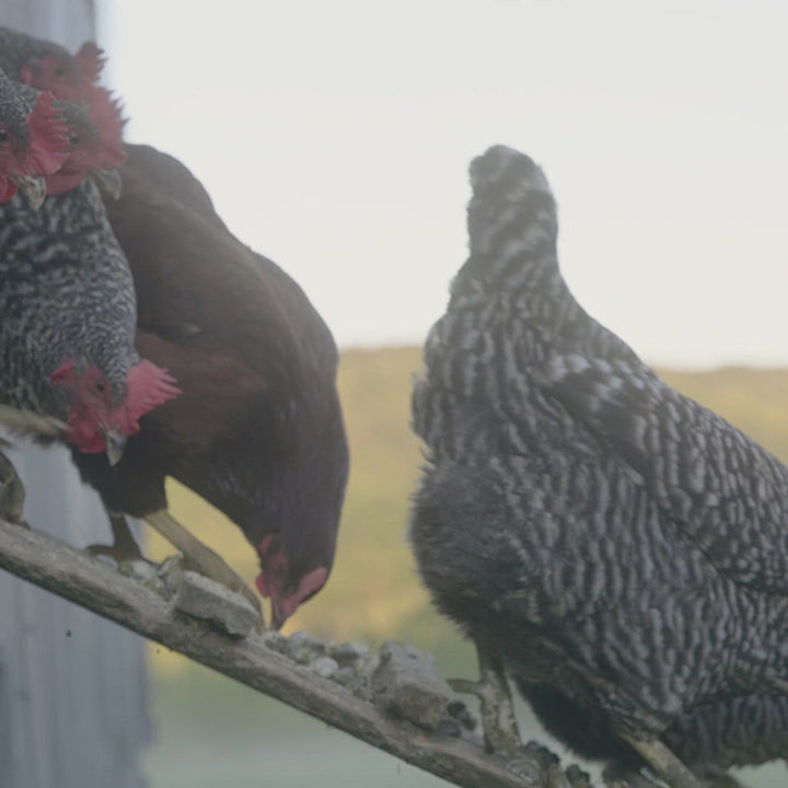 Pasture Quick Meal Starter Box