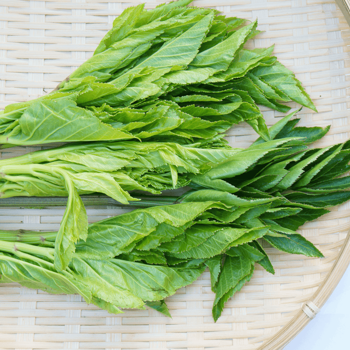 Premium Biodynamic Ashitaba Powder - Dr. Cowan&