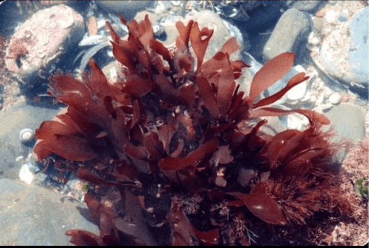 Sea-Vegetables Powder (Wild-Harvested) - Dr. Cowan&