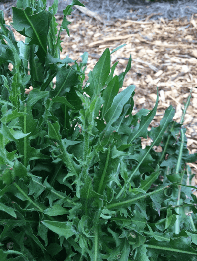 Organic Dandelion Powder