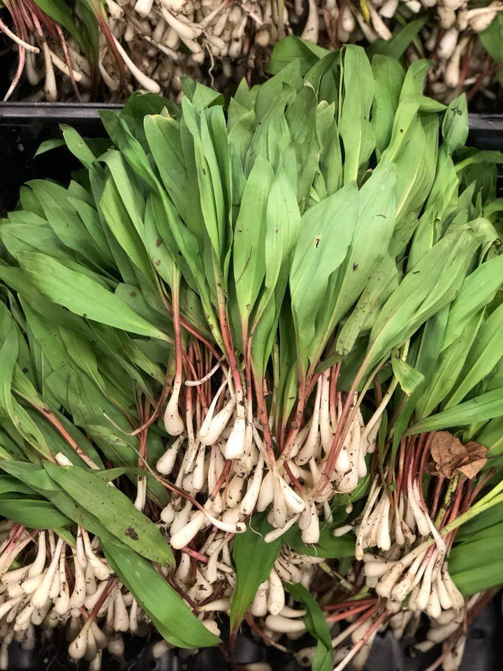 Wild Ramp Powder (Wild-Harvested) - Dr. Cowan&