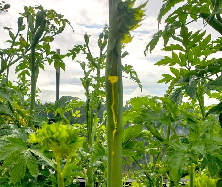 Dr. Cowan’s Garden Ashitaba Powder - Refill Pouch 