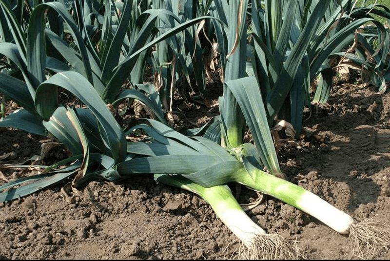 Organic Leek Powder (Refill Pouch)